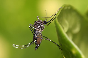1280px-Aedes_aegypti