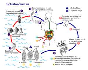 752px-Schistosomiasis_Life_Cycle